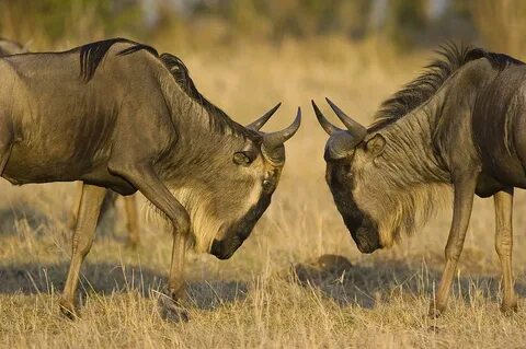 Blue Wildebeest Bulls Fighting Masai Photograph by Suzi Eszt