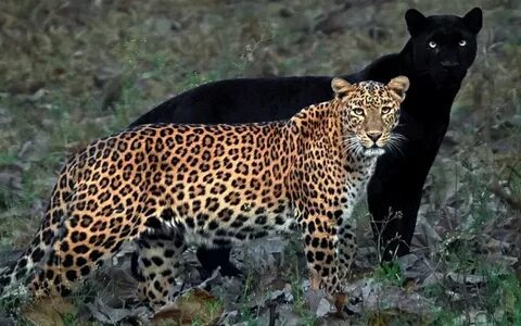 Уникальный снимок леопарда и чёрной пантеры