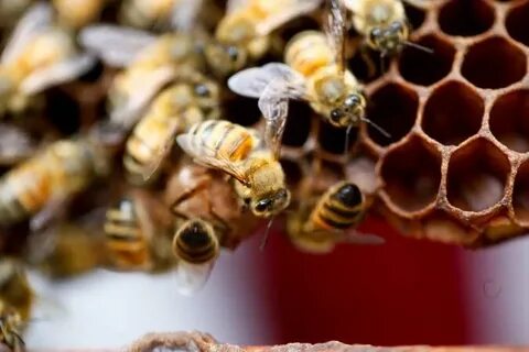 Пчелиная ферма Big Bee