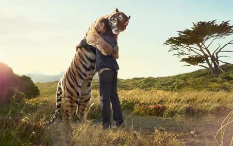 обои : Тигр, Дикая природа, в обнимку, Джунгли, Ребята, Сафа