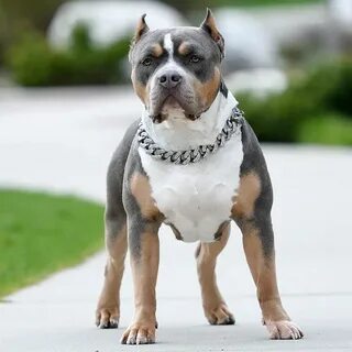 Пин на доске BULLY BREED