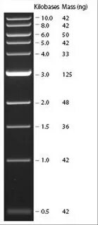 Biogenerica Elettroforesi - DNA/RNA Ladders - N3232S 1 kb DN