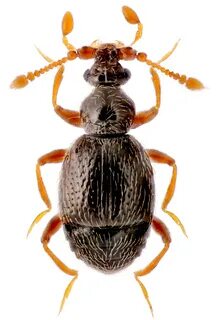 Bryaxis bulbifer Rechenbach, 1816 (Pselaphidae) - атлас жуко