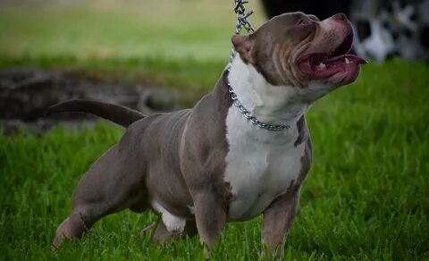 BEST OF THE TRI COLOR AMERICAN BULLY AMAZING POCKET BULLIES 