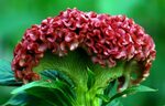 Celosia Flower: Meaning, Symbolism, and Colors Pansy Maiden