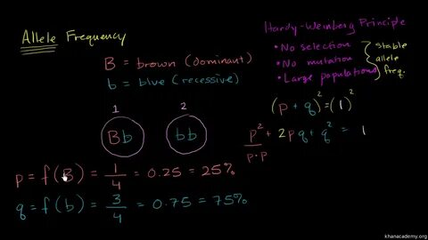 The Hardy Weinberg Equation Pogil Answers : 22 Ap Biology Re