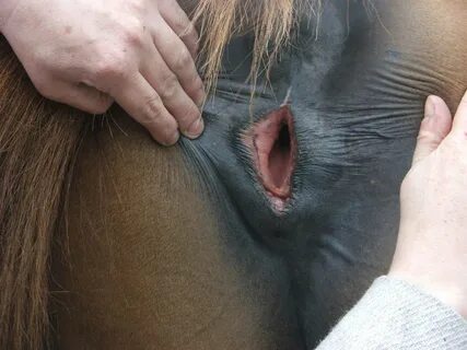Horse pusy 👉 👌 Horse pussy. 👉 👌 Девушка Дрочит Пизду Лошади