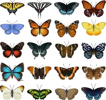 Butterfly Identification Chart on Behance