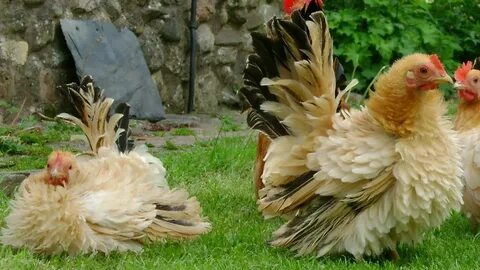Frizzle Chickens Docile Lawn Ornaments - YouTube
