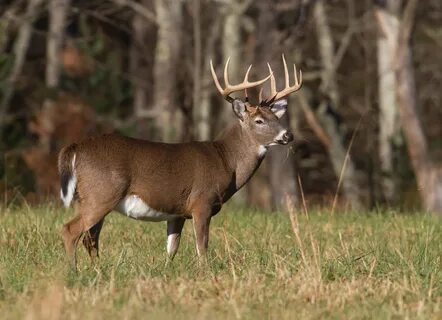 8 point buck 1 Roads End Naturalist