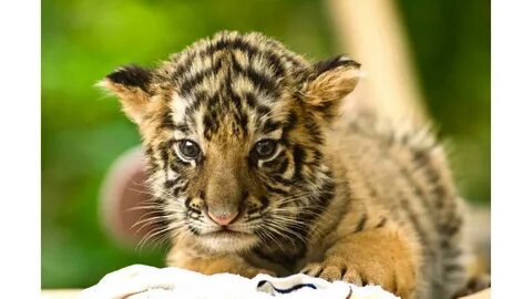 Cute Baby Tigers Wallpapers - Wallpaper Cave