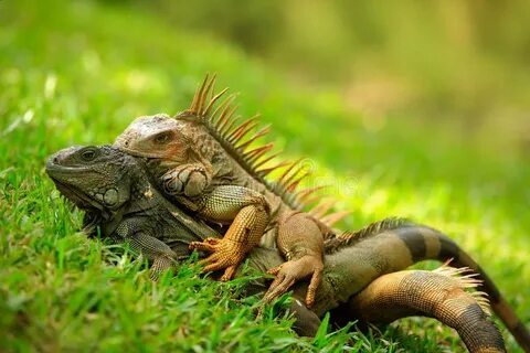 Reptiles stock image. Image of brown, animal, iguana - 57311