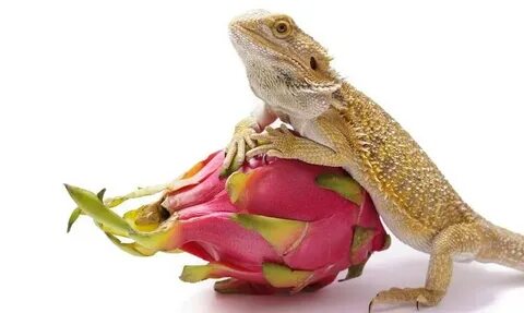 Can I Feed My Bearded Dragon Bananas ? You Should Know This