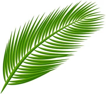 Download Arecaceae Palm Leaf Transparent PNG File HD Clipart