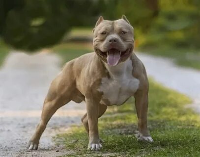American Bully Dog: Breed, Details, Price, Origin, Facts, Im