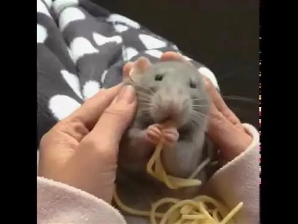 hamster eat spaghetti - YouTube