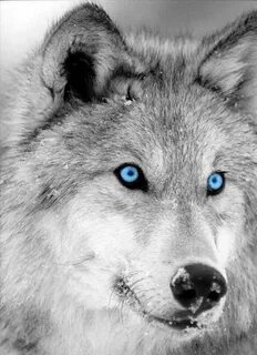 Goodreads Wolf dog, Wolf with blue eyes, Wolf pictures