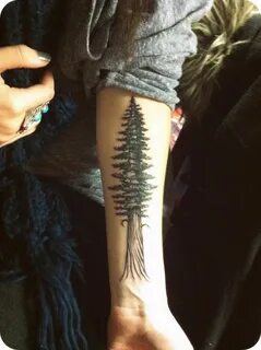 Stardust & Wanderlust - fuckyeahtattoos: Redwood tree by Jod