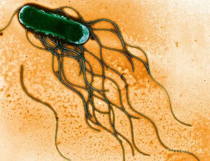 Salmonella Photograph by Science Source Fine Art America