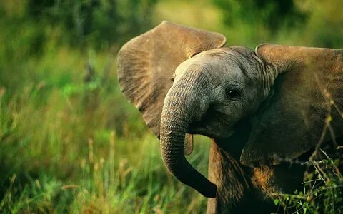 Обои Слоненок, дикая природа 2560x1600 HD Изображение