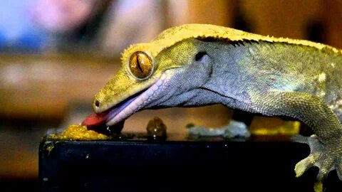 Crested Gecko Wallpapers - Wallpaper Cave