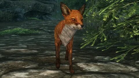 Cute Eyed Fox Retextures at Skyrim Nexus - Mods and Communit