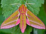 Elephant-Hawk Moth: Identification, Life Cycle, Facts & Pict