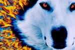 Fire Wolf Vs Ice Wolf Wallpapers posted by Zoey Tremblay