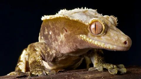 Crested gecko sexing