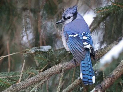 Blue Jay Celebrate Urban Birds