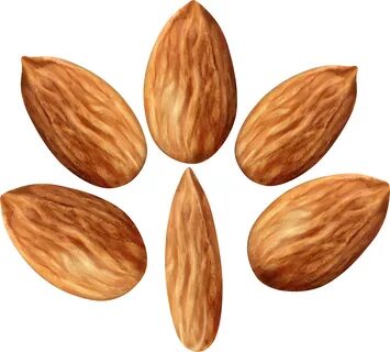 Download Almonds Set Png Clip Art Image - Almond PNG Image w