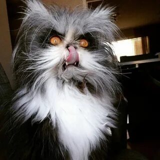 Pin by Avrtatiana on Cats ❤ Evil cat, Werewolf cat, Funny ca