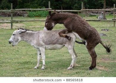 Donkey Mating Porn Sex Pictures Pass