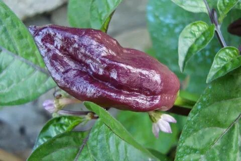 Purple Ghost Pepper Seeds (Capsicum chinense) Bhut Jolokia G