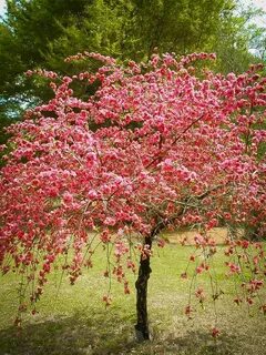 Pink Cascade Weeping Peach Flowering trees, Spring flowering
