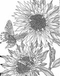 Free Printable Sunflower Coloring Pages Check more at http:/