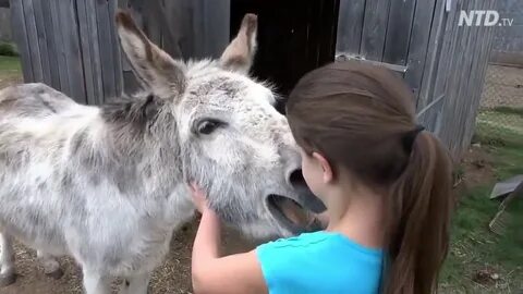 True Love - A Girl and her Donkey - YouTube