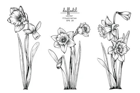 Daffodil or Narcissus flower set 1257114 Vector Art at Vecte