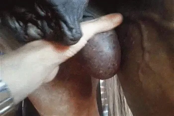 Horses with condoms on Also horse cum - /b/ - Random - 4arch