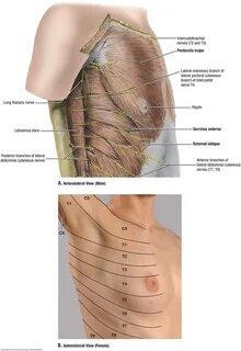 Pectoralis Major On Women : Pectoralis major muscle (Musculu