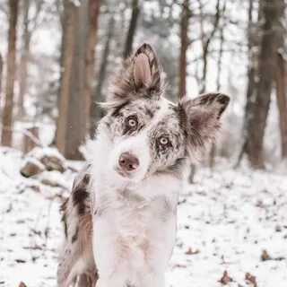 Platinum Border Collies (@platinumbordercollies) * Foton och