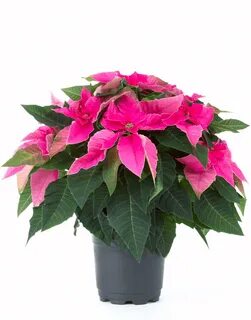 Princettia Hot Pink Compact, pink & white Euphorbia (Poinset