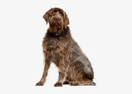 Europetnet - Wirehaired Pointing Griffon