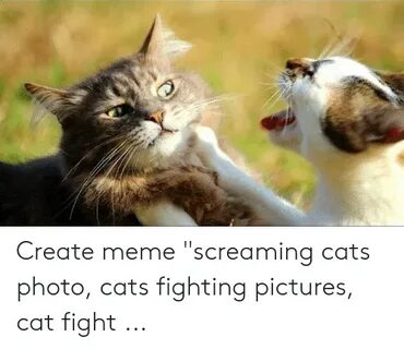 Create Meme Screaming Cats Photo Cats Fighting Pictures Cat 