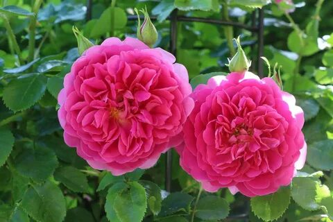 Английский сорт роз Принцесса Анна: особенности выращивания 