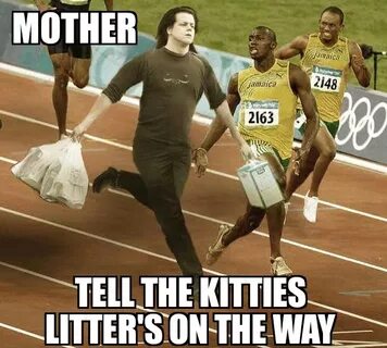 Danzig Cat Litter Memes - Memes Pics 2018