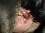 Собака кончает в рот девушке (75 фото) - секс фото
