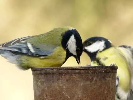 File:Great Tit (6994063411).jpg - Wikimedia Commons