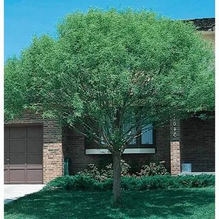 3.58-Gallon Globe Willow Shade Tree (L1412) Potted trees, Sh