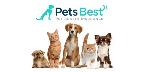 The Down-and-Dirty Pet Insurance Review - 2021 - Products